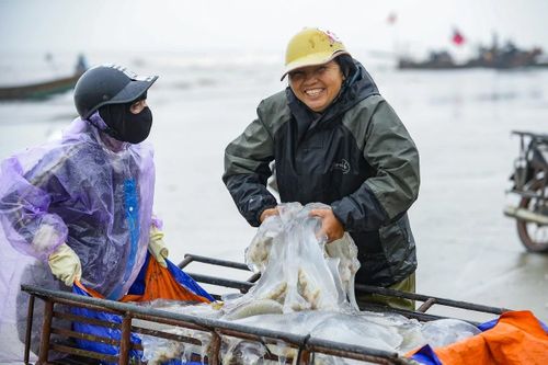 Mùa sứa không chỉ mang theo nguồn lợi từ biển cả mà còn mở ra thêm sinh kế cho nhiều lao động ven bờ. Khi những chiếc bè đầy ắp sứa lần lượt cập bến trong nắng sớm, tiếng nói cười rộn ràng hòa cùng nhịp sóng, tạo nên bức tranh lao động sôi động của ngư dân vùng bãi ngang xứ Thanh. Giữa nhịp sống hối hả của những ngày đầu năm, biển vẫn hào phóng trao tặng món quà mùa vụ, tiếp thêm niềm tin và động lực để người dân nơi đây vững vàng bám biển, mưu sinh.