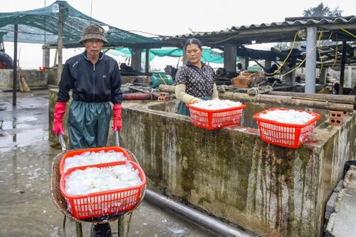 Ông Nguyễn Bá Diện (sinh năm 1965), chủ một cơ sở chế biến hải sản cho biết, vào cao điểm mùa sứa, mỗi ngày cơ sở thu mua hàng nghìn con sứa từ ngư dân. “Những hôm sứa nhiều, chúng tôi phải huy động từ 12 đến 17 lao động để sơ chế. Thu nhập của mỗi lao động dao động từ 400.000 đến 600.000 đồng/ngày”, ông Diện cho biết.