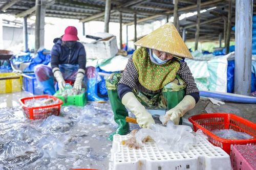 Tại điểm sơ chế, sứa tươi được kiểm đếm, phân loại phần thân và chân trước khi đưa vào các công đoạn chế biến. Phần thân sứa thường được cắt nhỏ bằng máy, còn chân sứa được xử lý thủ công để bảo đảm đúng quy cách.
