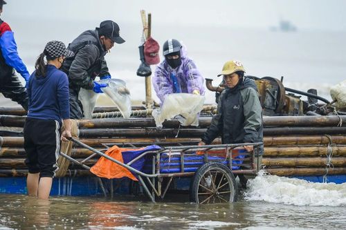 Mỗi chuyến biển thường bắt đầu từ khoảng 4 giờ sáng và kéo dài đến 8 - 9 giờ thì trở về. Trung bình mỗi ngày, một thuyền có thể ra khơi 2 - 3 chuyến, với giá bán dao động từ 25.000 - 30.000 đồng mỗi con sứa. Sau khi đưa sứa lên bờ bán cho thương lái, ngư dân tranh thủ ăn vội bữa sáng rồi tiếp tục ra khơi chuyến tiếp theo.