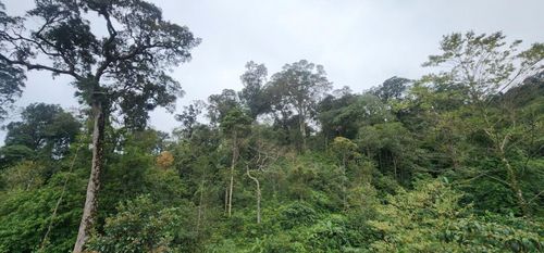 Sự gắn kết hài hòa giữa bảo vệ rừng, phát triển sinh kế và bảo tồn bản sắc văn hóa góp phần tạo nền tảng cho mô hình kinh tế xanh.