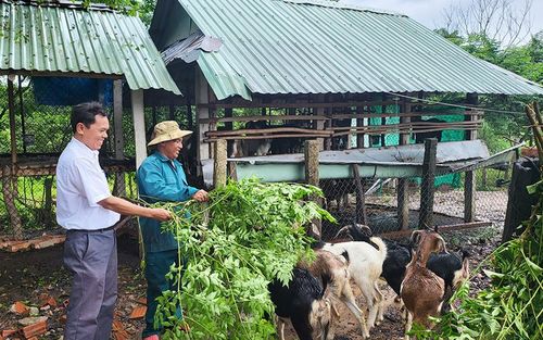 Đảng viên làng Canh Phước (xã Vân Canh) phụ trách nhóm hộ, vận động người dân tích cực chuyển đổi cây trồng, vật nuôi để nâng cao hiệu quả kinh tế. Ảnh: T.C