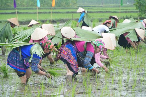 Các thôn tham gia thi cấy.
