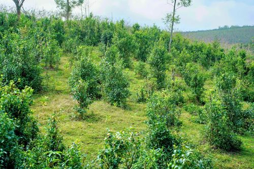 Vùng nguyên liệu chè xanh hữu cơ tại xã Khe Sanh - Ảnh: K.S