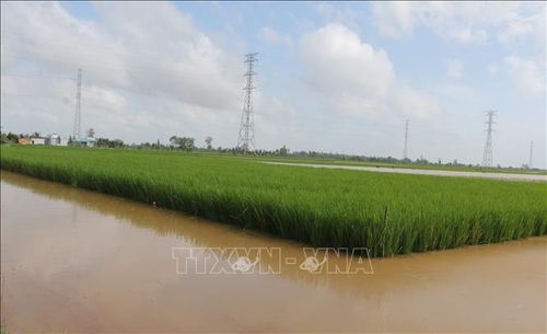 Lúa Tài nguyên (giống lúa đặc sản địa phương) được gieo cấy ở một số nơi thuộc các xã như: Vĩnh Lợi, Châu Thới, Hưng Hội… nhờ có điều kiện thổ nhưỡng phù hợp.