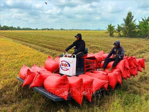 Nông dân sử dụng cơ giới hóa trong vận chuyển lúa Tài nguyên.