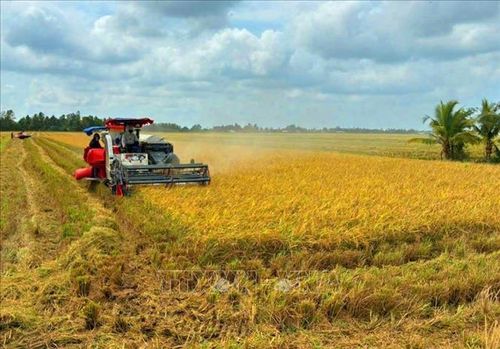 Nông dân sử dụng máy gặt đập liên hợp thu hoạch lúa Tài nguyên.