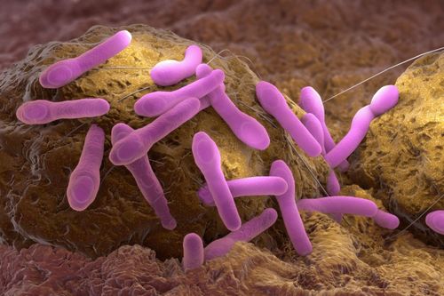  Bào tử của Clostridium botulinum có khả năng chịu nhiệt tốt. Ảnh: Shutterstock. 
