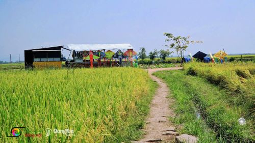 Bên cạnh check-in, chụp ảnh, du khách khi đến đây còn có thể trải nghiệm các hoạt động như thả diều, đạp xe... Ảnh: Thủy Tiên