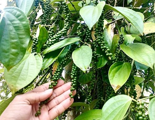  Giá hồ tiêu hôm nay giảm sâu 2.000-2.500 đồng/kg. Ảnh: M.T 
