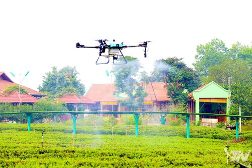 Ứng dụng thiết bị bay không người lái trong khâu chăm sóc chè.