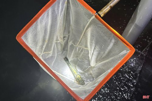 Công ty CP Thủy sản Thông Thuận Hà Tĩnh nhập về 260 cặp tôm bố mẹ và đã được kiểm dịch đầy đủ theo quy định.