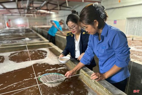 Tôm giống tại trại nuôi tôm được kiểm dịch viên động vật của Chi cục Thủy sản trực tiếp kiểm tra, thu mẫu gửi trung tâm xét nghiệm một số chỉ tiêu bệnh như đốm trắng, hoại tử gan tụy.