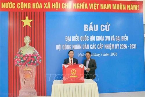 Quân và nhân dân trên đảo tiền tiêu Bạch Long Vĩ tham gia bầu cử sớm. Ảnh: TTXVN phát