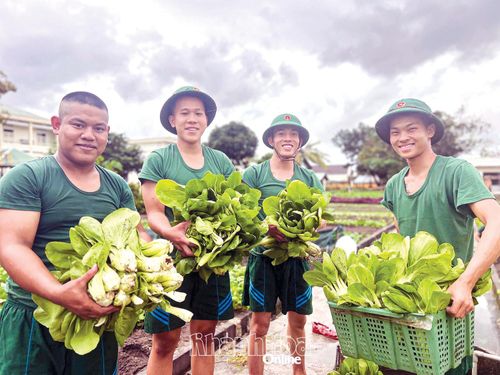 Niềm vui của các tân binh Tiểu đoàn Bộ binh 610 trong việc thu hoạch rau xanh phục vụ bữa ăn cho bộ đội.