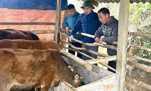 Lãnh đạo xã Trạm Tấu kiểm tra việc triển khai thực hiện các mô hình phát triển chăn nuôi trên địa bàn xã.