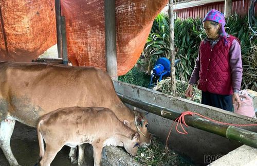 54 con bò cái sinh sản đã được xã Chấn Thịnh hỗ trợ cho 27 hộ nghèo, cận nghèo trong năm 2025.