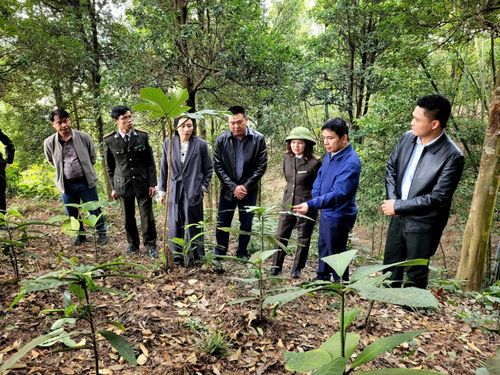 Đoàn khảo sát thực tế mô hình trồng cây khôi nhung dưới tán rừng tại xã Mẫu Sơn. Ảnh: T. Tùng