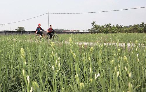 Đi giữa cánh đồng hoa huệ là niềm yêu thích của các em học sinh mỗi khi tan trường.