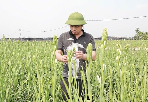 Hoa huệ mang lại thu nhập cao cho người dân Tam Thuấn.
