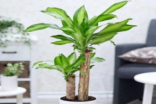 Cây phát tài (phát tài khúc) mang ý nghĩa về sự thăng tiến và may mắn, giúp gia chủ tuổi Mão thúc đẩy vận trình tài lộc, tạo ra sự đột phá mạnh mẽ hơn trong công việc.