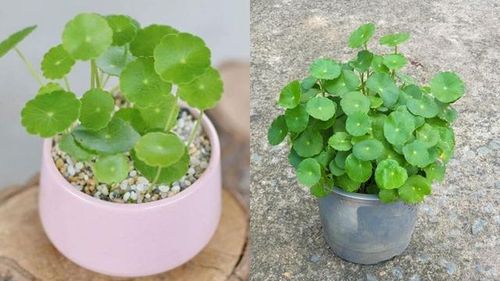 Cây cỏ đồng tiền với vẻ ngoài nhỏ nhắn nhưng tràn đầy sức sống sẽ giúp gia chủ tuổi Tỵ cải thiện sự quyết đoán, khai thông tư tưởng và mang lại nhiều vận may về tiền bạc.