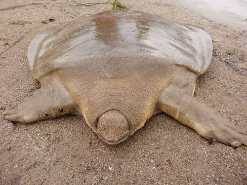 Chúng có thể thở qua da và cổ họng. Rùa mai mềm có khả năng hấp thụ oxy qua lớp da và niêm mạc cổ họng khi ở dưới nước trong thời gian dài. Cơ chế này tương tự một dạng hô hấp phụ, giúp chúng giảm số lần phải nổi lên mặt nước và tăng khả năng ẩn mình trước kẻ săn mồi. Ảnh: Pinterest.
