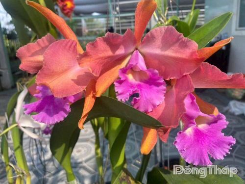 Trong vườn lan của anh Nhân có hàng trăm giống lan quý.