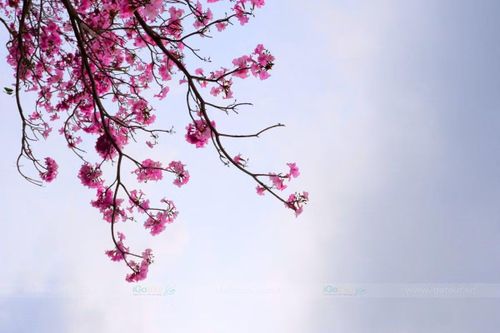 Sau khi tham quan và chụp ảnh, du khách có thể kết hợp thưởng thức nhiều đặc sản nổi tiếng của địa phương như bún nước lèo, bánh pía, bánh cống hay lạp xưởng Sóc Trăng. Những quán ăn dân dã quanh khu vực mang đến hương vị đặc trưng của ẩm thực miền Tây, góp phần làm trọn vẹn chuyến trải nghiệm. Ảnh IGO TOUR