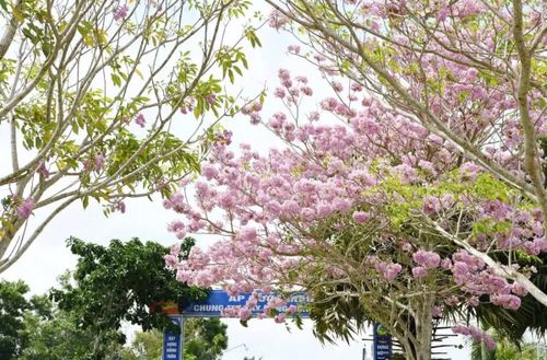 Nhờ cảnh sắc đặc trưng mỗi khi hoa nở rộ, tuyến đường này được nhiều người ví như “đường hoa kèn hồng đẹp nhất miền Tây”. Ảnh Báo và Phát thanh Truyền hình Cần Thơ