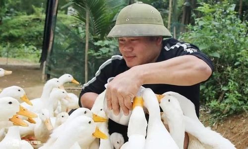 Để trải nghiệm cảm giác đàn vịt "massage", du khách chỉ cần rải thức ăn xung quanh mình. Ảnh: Báo Đà Nẵng