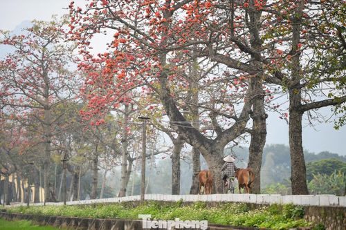 Mùa hoa gạo thường kéo dài khoảng hai đến ba tuần trước khi tàn. Những ngày này, Đoan Nữ trở thành điểm đến được nhiều người lựa chọn để cảm nhận vẻ đẹp đặc trưng của mùa xuân ở vùng ngoại thành Hà Nội.