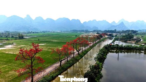 Những ngày này, con đường vào Đoan Nữ, xã An Mỹ, Hà Nội rực lên sắc đỏ của hoa gạo. Hàng chục cây cổ thụ đứng dọc hai bên, tán rộng với những chùm hoa nở dày trên cành trụi lá.