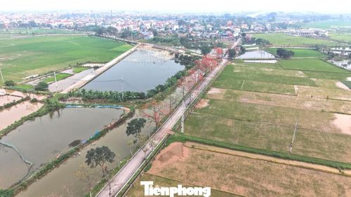 Sắc đỏ của hoa gạo nổi bật giữa khung cảnh làng quê với những mái nhà thấp, con đường nhỏ và cánh đồng lúa đang xanh.