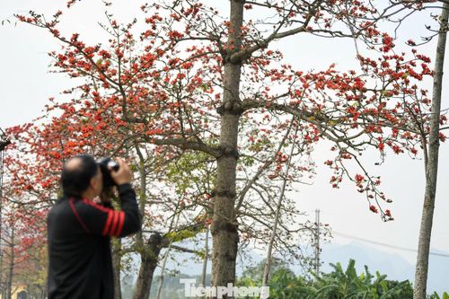 Sức hút của mùa hoa cũng kéo các tay máy tìm đến Đoan Nữ. Anh Nguyễn Ngọc - nhiếp ảnh gia tự do (Hà Nội) - cho biết phải có mặt từ sáng sớm để "săn" trọn khoảnh khắc mộc miên rực rỡ trong nắng đầu ngày.