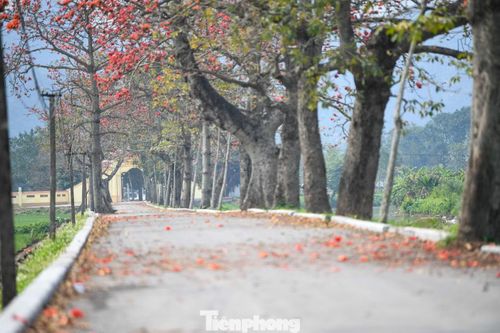 Theo người dân địa phương, nhiều cây gạo ở Đoan Nữ đã có tuổi đời hàng chục năm. Mỗi mùa hoa nở, con đường làng trở thành điểm dừng chân của người dân trong vùng và du khách từ nhiều nơi đổ về.