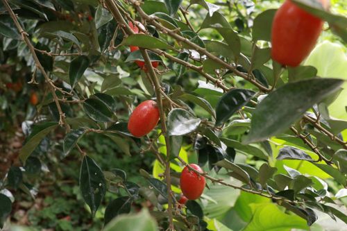 “Nhót năm nay mất mùa rõ rệt, sản lượng chỉ bằng một nửa mọi năm nên thu nhập của gia đình cũng giảm theo”, nhiều hộ trồng nhót tại xã Dương Hòa chia sẻ.