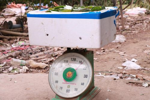 Sau khi thu hoạch, nhót được đóng vào thùng xốp để vận chuyển. Tại các điểm thu mua, thương lái tiếp tục chọn lọc và phân loại. Nhót loại 1 được xếp cẩn thận vào hộp nhựa nhỏ có lót chống sốc, mỗi hộp khoảng 300–500 gram. Các loại nhót còn lại được đóng thùng xốp chuyển đến tiểu thương tại nhiều chợ trên địa bàn Hà Nội.
