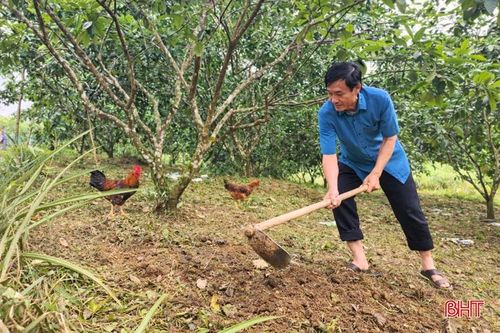Ông Phạm Văn Thắng chăm sóc vườn cây trên diện tích đất khai hoang tại khu vực đồi Ba Cạnh.