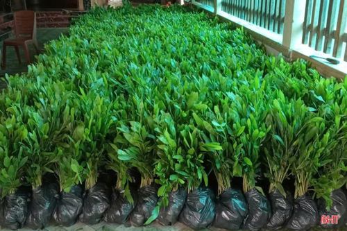 Vì giá quá cao, lợi nhuận không đáng kể nên Trại giống Lâm Lý chỉ dám nhập cây giống số lượng vừa phải.