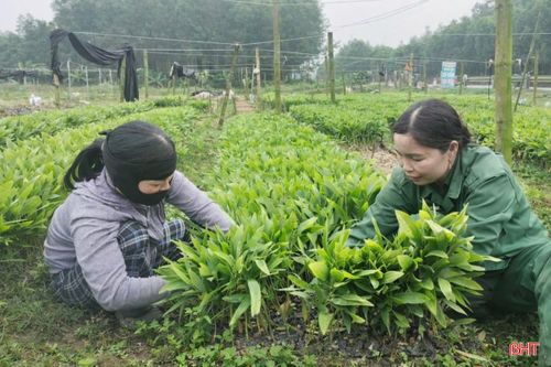 Công nhân cơ sở giống keo, tràm Hương Thành chuẩn bị cây giống phục vụ nhu cầu trồng rừng của người dân trên địa bàn.