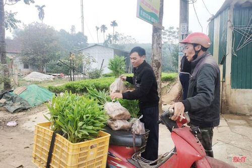 Do nhiều nguyên nhân khác nhau nên người trồng rừng sản xuất ở Hà Tĩnh đang phải mua cây giống với giá rất cao.