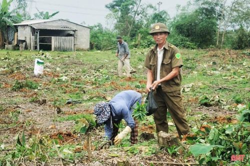 Người trồng rừng ở xã Cẩm Duệ tái sản xuất rừng trồng trong lo lắng vì giá cây giống tăng cao.