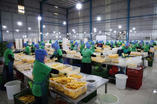 Sản xuất xoài sấy dẻo tại Công ty TNHH TM chế biến nông sản thực phẩm Tuấn Đạt (TPHCM)