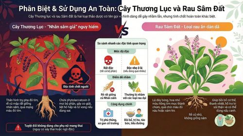 Cây Thương lục và cây Sâm đất là hai loại cây hoàn toàn khác nhau về nguồn gốc, đặc điểm thực vật, công dụng cũng như mức độ độc tính. Ảnh: BVCC