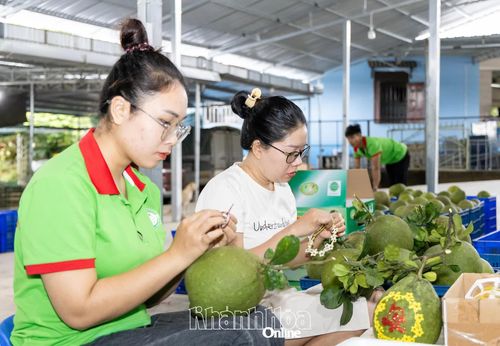 Nông dân xã Khánh Vĩnh đóng gói bưởi da xanh VietGAP.