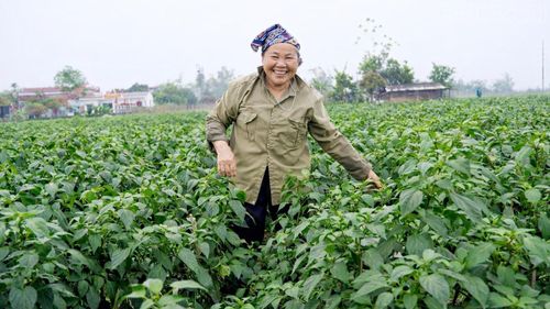 Giữa cánh đồng ớt xanh, niềm vui được mùa hiện rõ trên gương mặt những người nông dân.