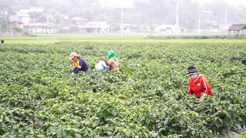 Nông dân thu hoạch ớt đồng loạt để bảo đảm sản lượng và chất lượng phục vụ doanh nghiệp thu mua xuất khẩu.