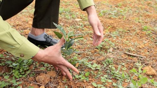 Giống cây cà phê chưa được kiểm soát tiềm ẩn nhiều rủi ro.