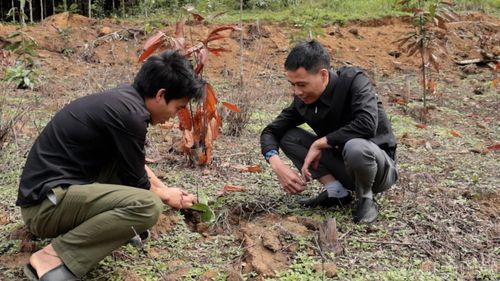 Cán bộ phòng Kinh tế xã Cốc Lầu kiểm tra diện tích trồng cà phê trên địa bàn.